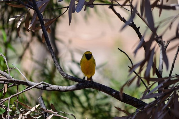 Alice Springs, Desert Park, Orange Chat