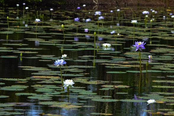 Keep-River-NP, Cockatoo Lagoon Lillies