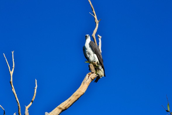 Kakadu, Sea Eagle