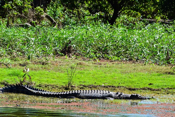 Mary-River-NP, Croc 2