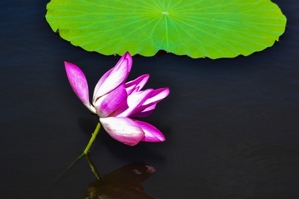 Mary-River-NP, Lotus 1