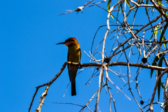 Mary-River-NP, Rainbow Bee-eater